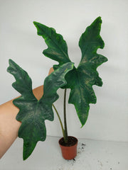 Sad Plants Alocasien