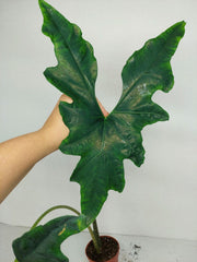 Sad Plants Alocasien