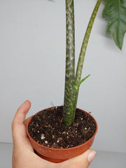 Sad Plants Alocasien