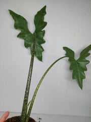 Sad Plants Alocasien