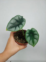 Sad Plants Alocasien