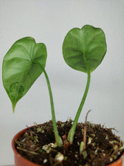 Sad Plants Alocasien
