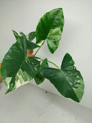 Sad Plants Alocasien