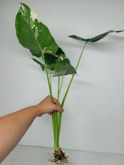 Sad Plants Alocasien