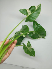 Sad Plants Alocasien