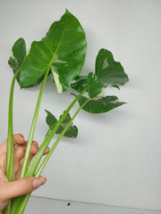 Sad Plants Alocasien