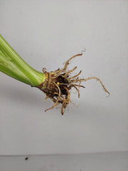 Sad Plants Alocasien
