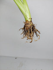 Sad Plants Alocasien
