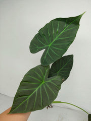Sad Plants Alocasien