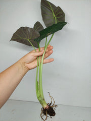 Sad Plants Alocasien
