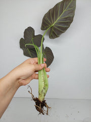Sad Plants Alocasien
