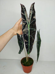 Alocasia Longiloba Purple