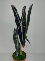 Alocasia Longiloba Purple