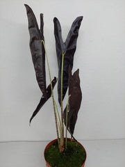 Alocasia Longiloba Purple