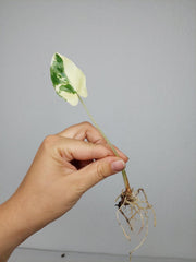 Alocasia Macrorrhiza Variegata babyplant