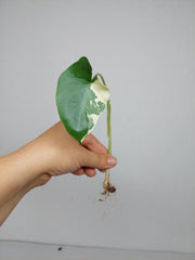 Alocasia Macrorrhiza Variegata babyplant