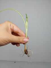 Alocasia Macrorrhiza Variegata babyplant