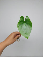 Alocasia Macrorrhiza Variegata babyplant