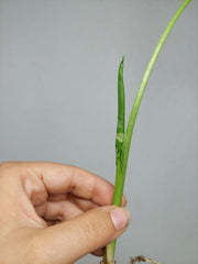 Alocasia Macrorrhiza Variegata babyplant
