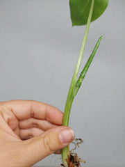 Alocasia Macrorrhiza Variegata babyplant