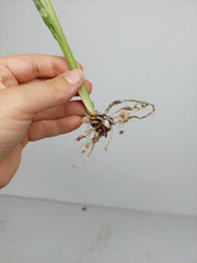 Alocasia Macrorrhiza Variegata babyplant