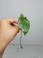 Alocasia Macrorrhiza Variegata babyplant