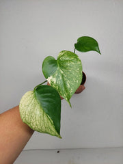 Monstera Jungle Mint
