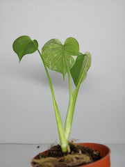Monstera Jungle Mint