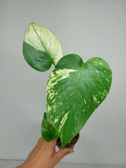 Monstera Jungle Mint