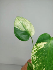 Monstera Jungle Mint