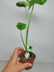 Monstera Jungle Mint