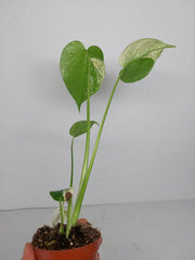 Monstera Jungle Mint