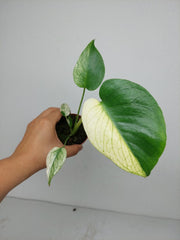 Monstera Jungle Mint