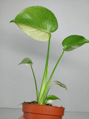 Monstera Jungle Mint