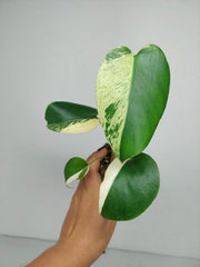 Monstera Jungle Mint