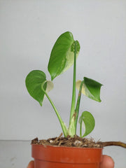 Monstera Jungle Mint