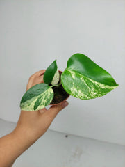 Monstera Jungle Mint