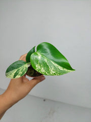 Monstera Jungle Mint