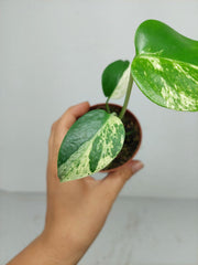 Monstera Jungle Mint
