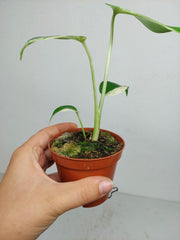 Monstera Jungle Mint