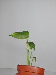 Monstera Jungle Mint