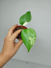 Monstera Jungle Mint