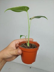 Monstera Jungle Mint