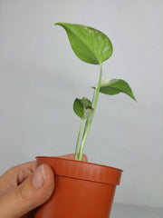Monstera Jungle Mint