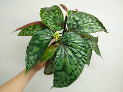 Begonia Lucifer