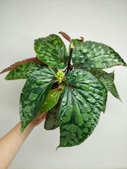 Begonia Lucifer