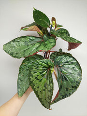 Begonia Lucifer