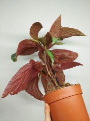 Begonia Lucifer