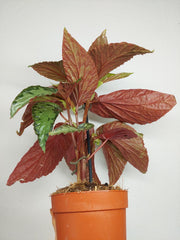 Begonia Lucifer