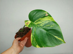 Monstera Aurea Stecklinge